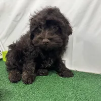 Tiny Tim, a male Havapoo for sale in Waynesville, MO – Photo 4 of 10