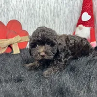 Tiny Tim, a male Havapoo for sale in Waynesville, MO – Photo 8 of 10