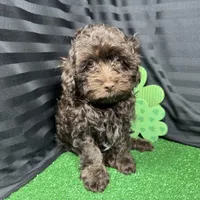 Tiny Tim, a male Havapoo for sale in Waynesville, MO – Photo 6 of 10