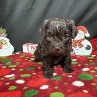 Tiny Tim, a male Havapoo for sale in Waynesville, MO – Photo 10 of 10