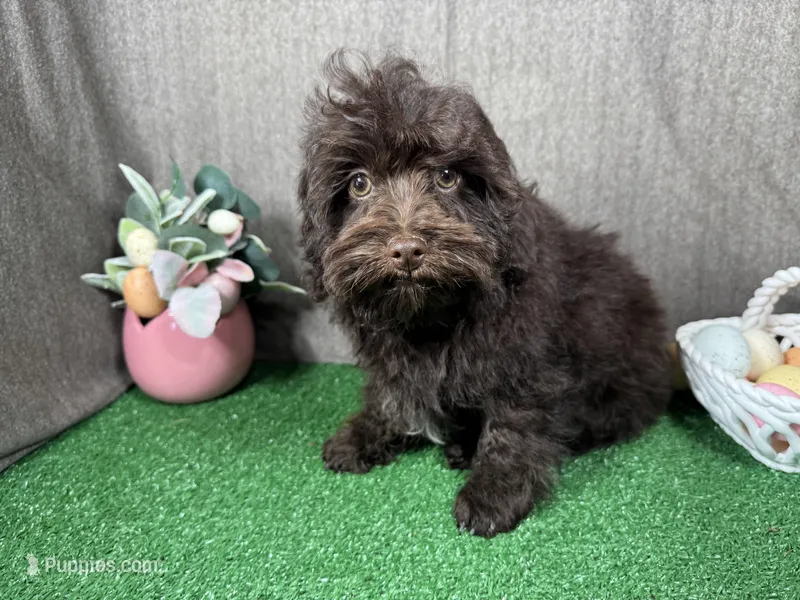 Tiny Tim – Havapoo puppy for sale in Waynesville, MO