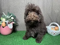 Tiny Tim, a male Havapoo for sale in Waynesville, MO – Photo 3 of 10