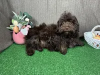 Tiny Tim, a male Havapoo for sale in Waynesville, MO – Photo 2 of 10