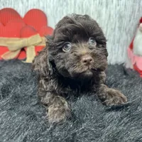 Tiny Tim, a male Havapoo for sale in Waynesville, MO – Photo 7 of 10