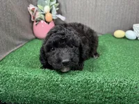 Harrison, a male Poodle - Toy  for sale in Waynesville, MO – Photo 2 of 3