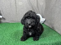 Harrison, a male Poodle - Toy  for sale in Waynesville, MO – Photo 1 of 3