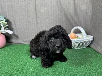 Harrison, a male Poodle - Toy  for sale in Waynesville, MO – Photo 3 of 3