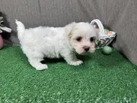 Waylon, a male Maltese for sale in Waynesville, MO – Photo 3 of 3