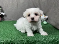 Waylon, a male Maltese for sale in Waynesville, MO – Photo 1 of 3