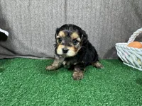 Snickers, a male Yorkipoo for sale in Waynesville, MO – Photo 2 of 3