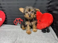 Popeye, a male Yorkshire Terrier for sale in Waynesville, MO – Photo 5 of 10