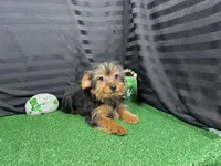 Popeye, a male Yorkshire Terrier for sale in Waynesville, MO – Photo 2 of 10