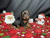 Popeye, a male Yorkshire Terrier for sale in Waynesville, MO – Photo 8 of 10