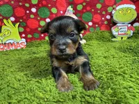 Popeye, a male Yorkshire Terrier for sale in Waynesville, MO – Photo 10 of 10