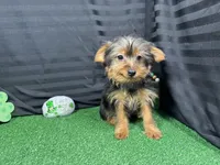 Popeye, a male Yorkshire Terrier for sale in Waynesville, MO – Photo 1 of 10