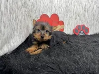 Popeye, a male Yorkshire Terrier for sale in Waynesville, MO – Photo 7 of 10