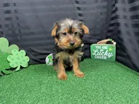 Popeye, a male Yorkshire Terrier for sale in Waynesville, MO – Photo 3 of 10