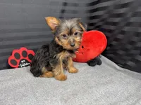 Popeye, a male Yorkshire Terrier for sale in Waynesville, MO – Photo 6 of 10