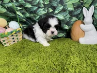 Grey, a male Shih Tzu for sale in Waynesville, MO – Photo 3 of 3