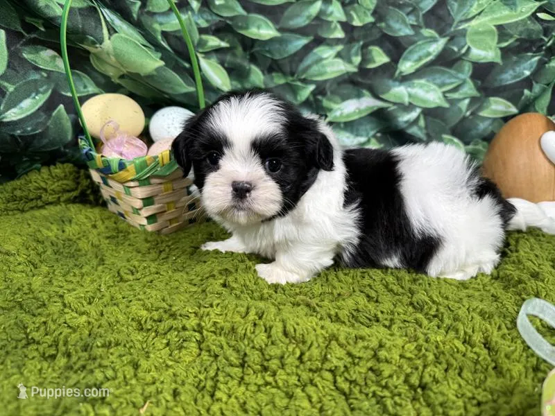 Grey – Shih Tzu puppy for sale in Waynesville, MO