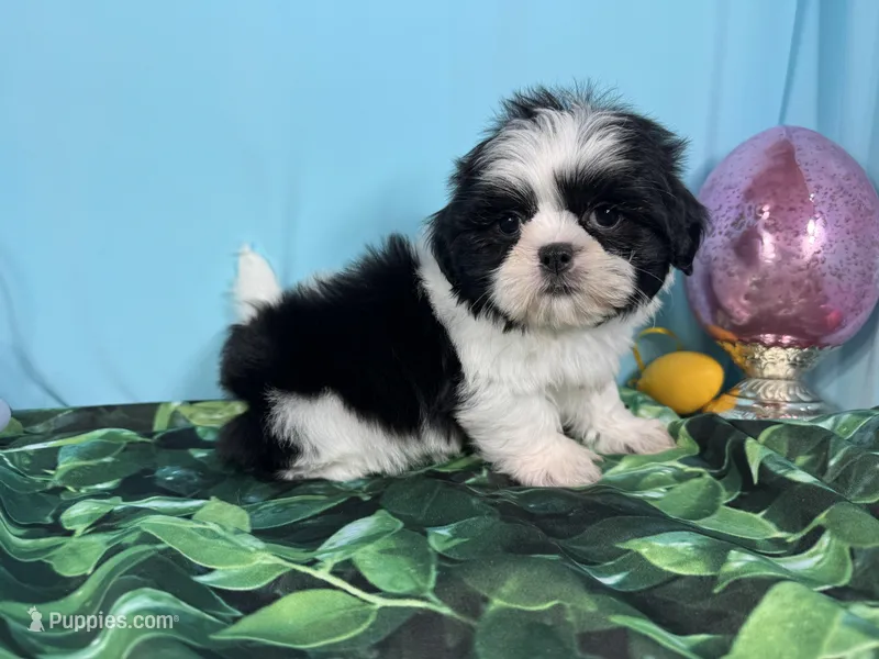 Grey – Shih Tzu puppy for sale in Waynesville, MO