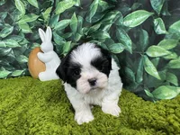 Grey, a male Shih Tzu for sale in Waynesville, MO – Photo 2 of 3