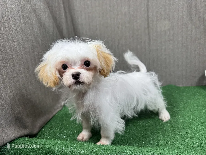 Taffy – Shihpoo puppy for sale in Waynesville, MO