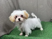 Taffy, a male Shihpoo for sale in Waynesville, MO – Photo 1 of 3