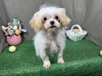 Taffy, a male Shihpoo for sale in Waynesville, MO – Photo 2 of 3