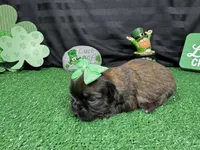 Maddie, a female Shih Tzu for sale in Waynesville, MO – Photo 2 of 3