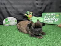 Maddie, a female Shih Tzu for sale in Waynesville, MO – Photo 1 of 3