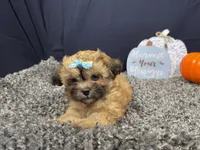 processed/e1eb33b4-003e-4a8e-bf1b-32beb59b2663/listing/a14ec830-be5a-47e5-ad47-236eabd4cc96/a69b6eb4-5f84-4bfc-829c-4784ab3226b4