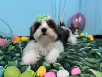 Tiana, a female Shorkie for sale in Waynesville, MO – Photo 3 of 10