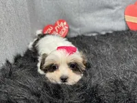 processed/e1eb33b4-003e-4a8e-bf1b-32beb59b2663/listing/a5bb9b1d-863e-40c0-bfd4-b721c4f03eca/099f0131-d035-4b86-b203-4ea66d0bacd4