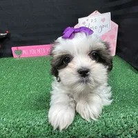 Tiana, a female Shorkie for sale in Waynesville, MO – Photo 8 of 10