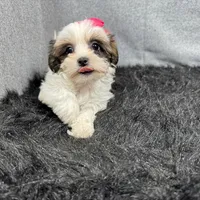 Tiana, a female Shorkie for sale in Waynesville, MO – Photo 7 of 10