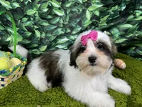 Tiana, a female Shorkie for sale in Waynesville, MO – Photo 6 of 10