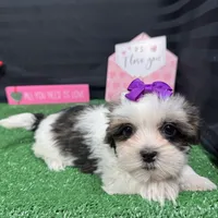 Tiana, a female Shorkie for sale in Waynesville, MO – Photo 9 of 10