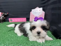 processed/e1eb33b4-003e-4a8e-bf1b-32beb59b2663/listing/a5bb9b1d-863e-40c0-bfd4-b721c4f03eca/6b998d89-e5d7-43c9-b208-0d98abd9e628