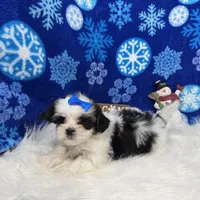 Tiana, a female Shorkie for sale in Waynesville, MO – Photo 10 of 10