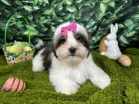 Tiana, a female Shorkie for sale in Waynesville, MO – Photo 4 of 10