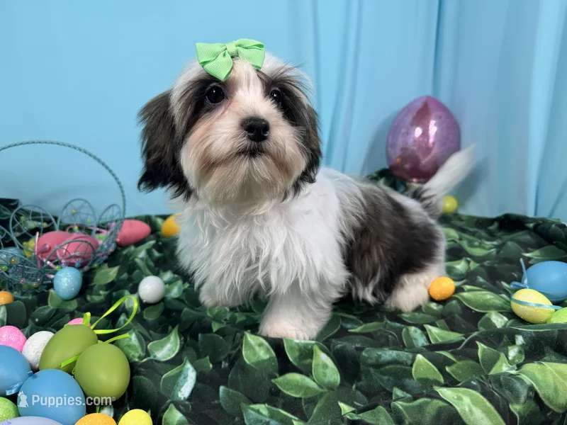 Tiana – Shorkie puppy for sale in Waynesville, MO
