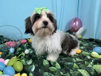 Tiana, a female Shorkie for sale in Waynesville, MO – Photo 1 of 10
