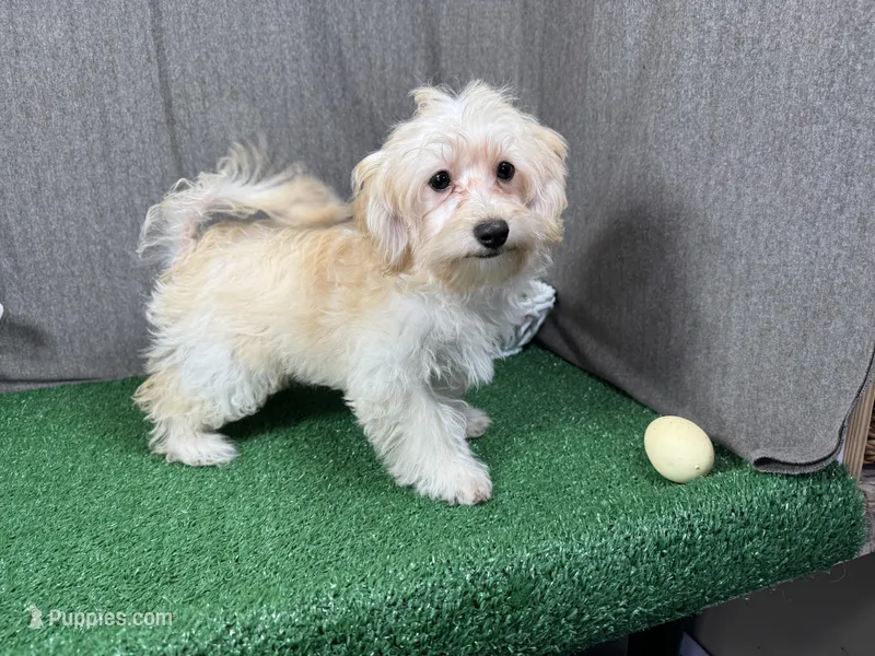 Erick – Havanese, Havapoo puppy for sale in Waynesville, MO