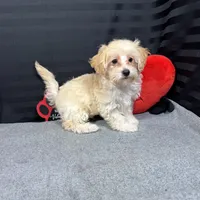 Erick, a male Havanese and Havapoo for sale in Waynesville, MO – Photo 7 of 10