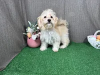 Erick, a male Havanese and Havapoo for sale in Waynesville, MO – Photo 2 of 10