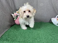 Erick, a male Havanese and Havapoo for sale in Waynesville, MO – Photo 3 of 10