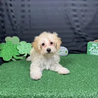 Erick, a male Havanese and Havapoo for sale in Waynesville, MO – Photo 5 of 10