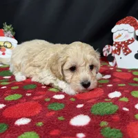 Erick, a male Havanese and Havapoo for sale in Waynesville, MO – Photo 8 of 10