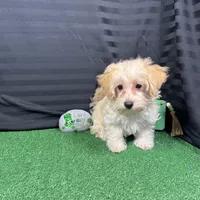 Erick, a male Havanese and Havapoo for sale in Waynesville, MO – Photo 6 of 10